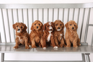 F1B Mini Goldendoodles